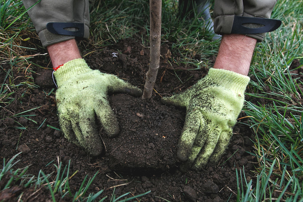 Магнолии высадили в сквере Веры и надежды