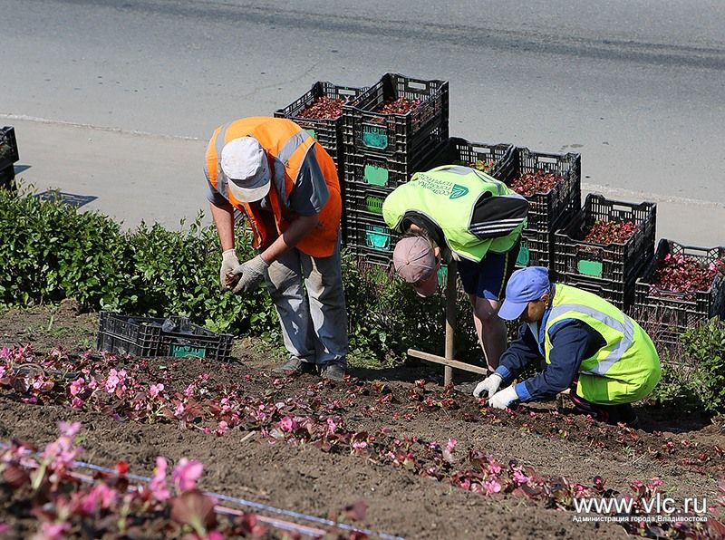 Цветы снова украсили надпись &laquo;Владивосток&raquo; в районе "Молодежной"