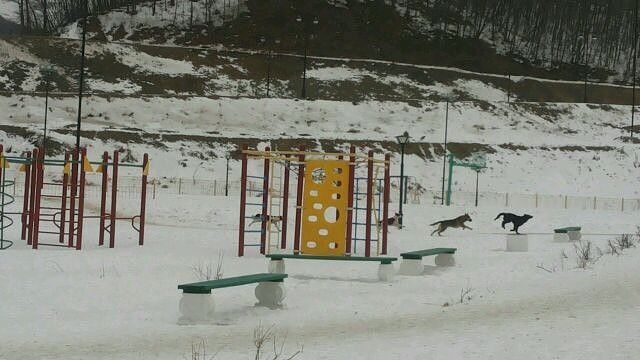 Собаки на детской площадке