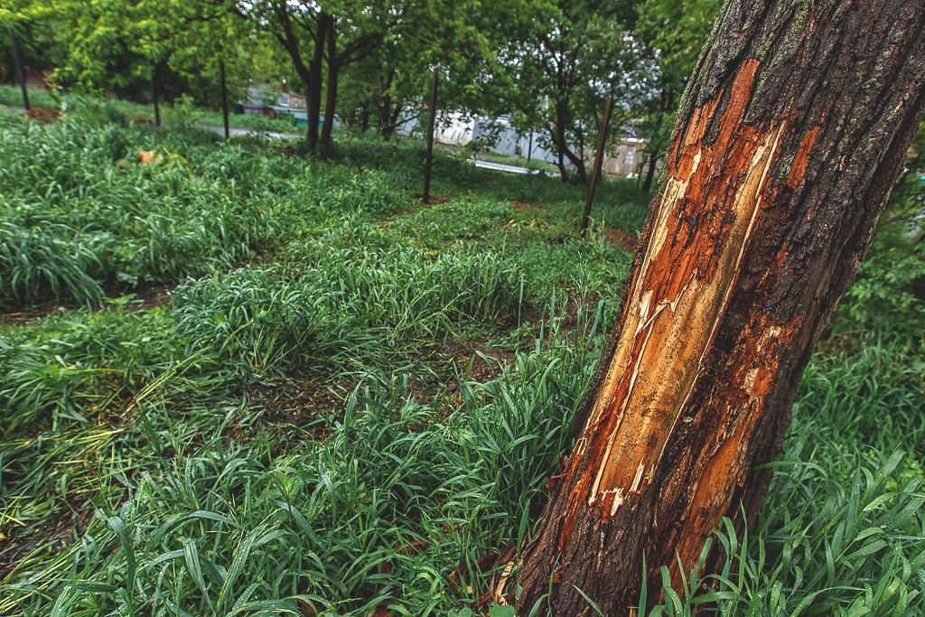 В декабре 2013 года Игорь Пушкарёв посетил спорный участок и сообщил жильцам