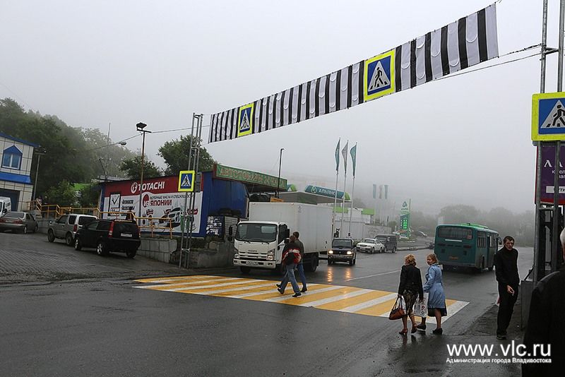 Новая зебра